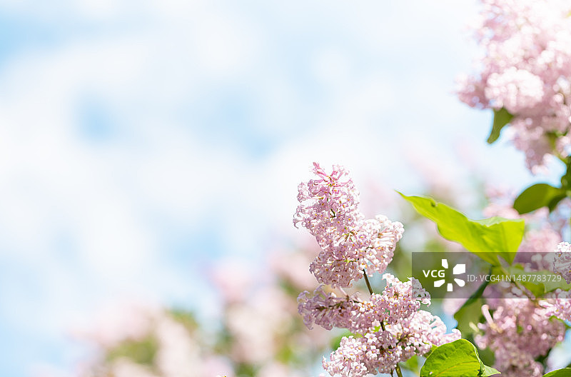 温柔模糊丁香树花在多云的天空背景在春天软焦点复制空间，俄罗斯图片素材