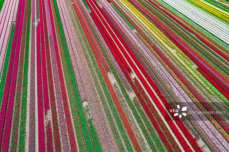 抽象视图的调色板品种与郁金香田盛开在荷兰北部。荷兰。图片素材