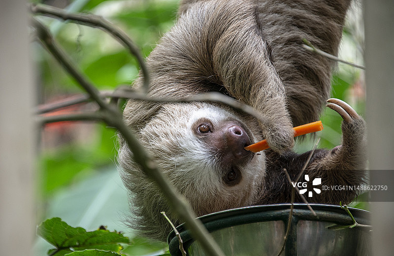 哥斯达黎加的三趾或三指树懒正在吃胡萝卜图片素材