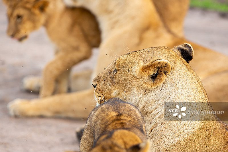 母狮和幼狮在野外休息图片素材