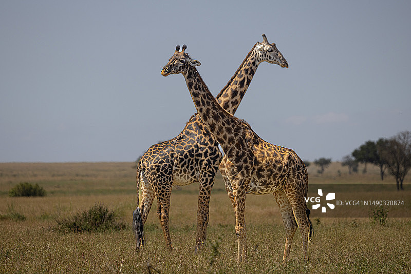 塞内格蒂国家公园，坦桑尼亚图片素材