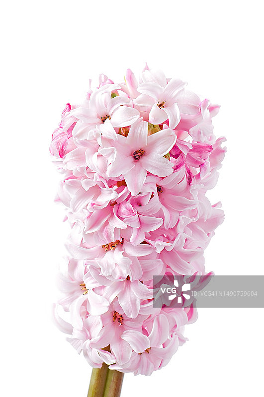 罗马尼亚，白色背景下的粉色樱花特写图片素材