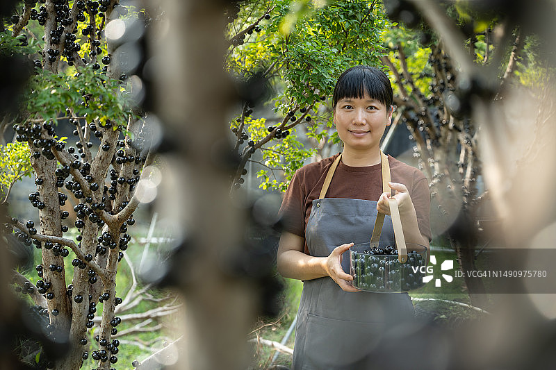 一个女人正在果园里摘葡萄图片素材