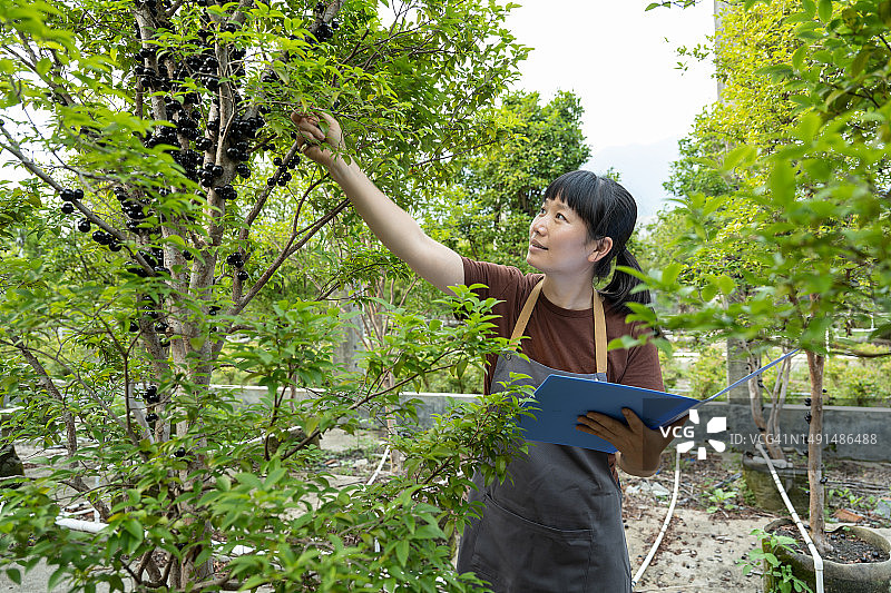 一位女农民在Jabtikaba的一个有机果园里工作图片素材