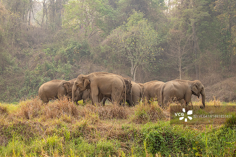 亚洲野生动物游猎，大象家族在早晨走过草原图片素材