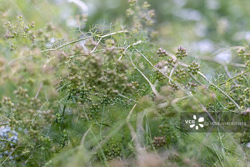 新鲜的绿色香菜植物在花园选择性焦点图片素材