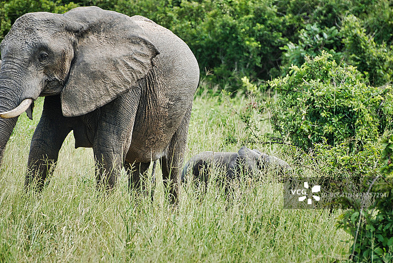 侧视图非洲大象站在田野，大鲁阿哈河，坦桑尼亚图片素材