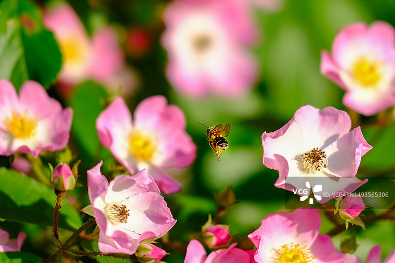 蜜蜂在粉色花朵上授粉的特写，日本福冈图片素材