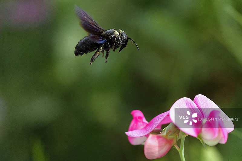 蜜蜂飞过粉色花朵的特写图片素材
