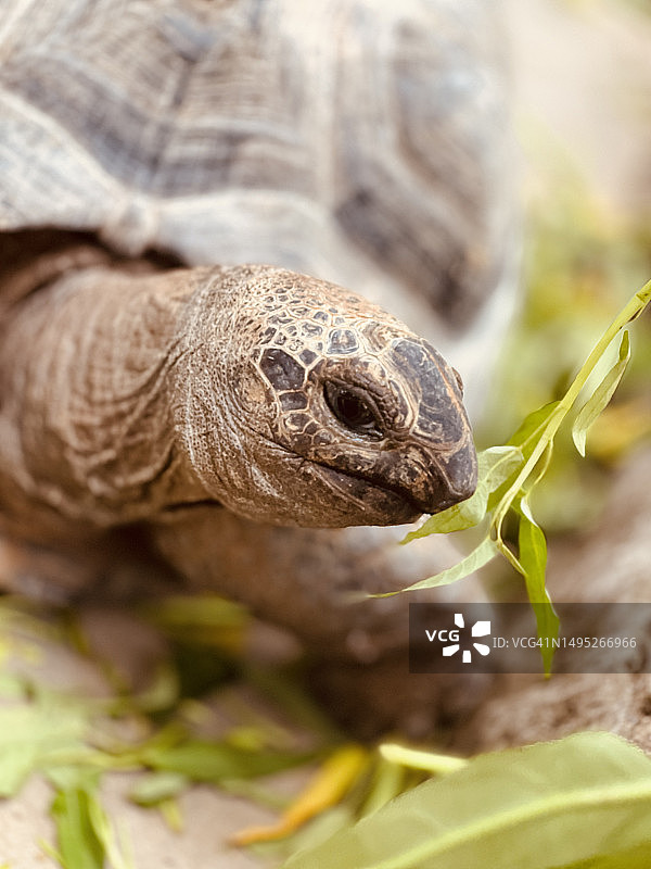 乌龟吃图片素材