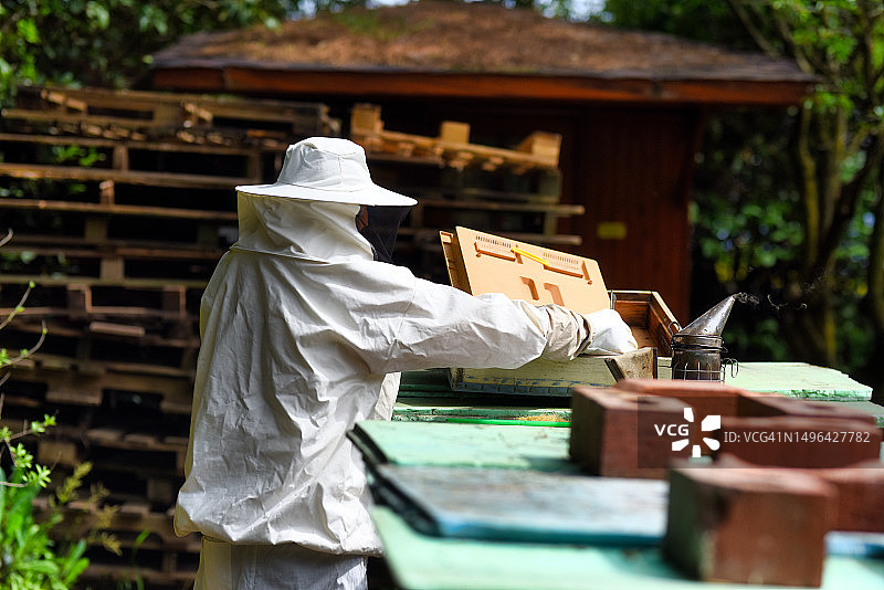 养蜂人在工作图片素材