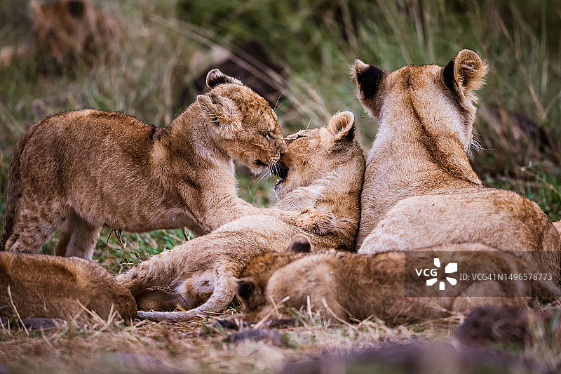 野外的幼狮和母狮。图片素材