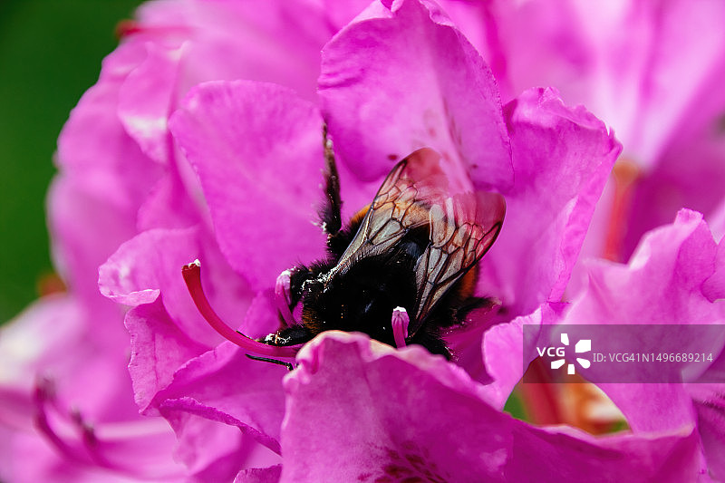 法国伊夫林粉色花朵上的蜜蜂特写图片素材