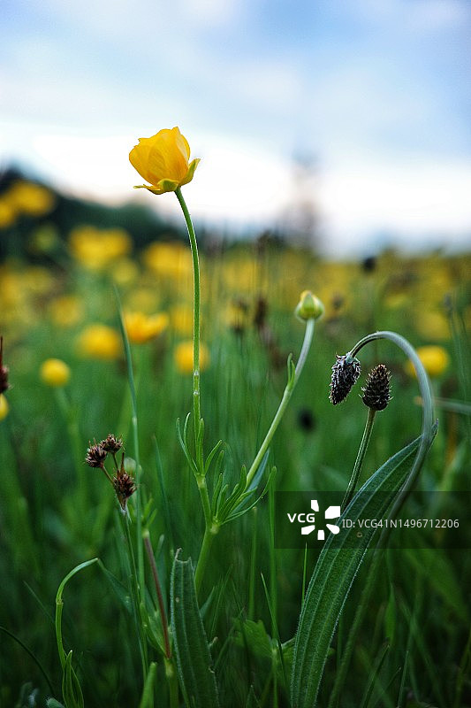塞尔维亚田野上黄色开花植物的特写图片素材