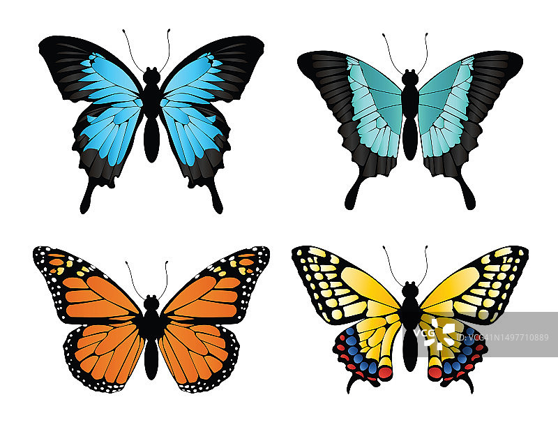 一组不同颜色的蝴蝶。收集明亮的蝴蝶在白色的背景孤立的设计图片素材