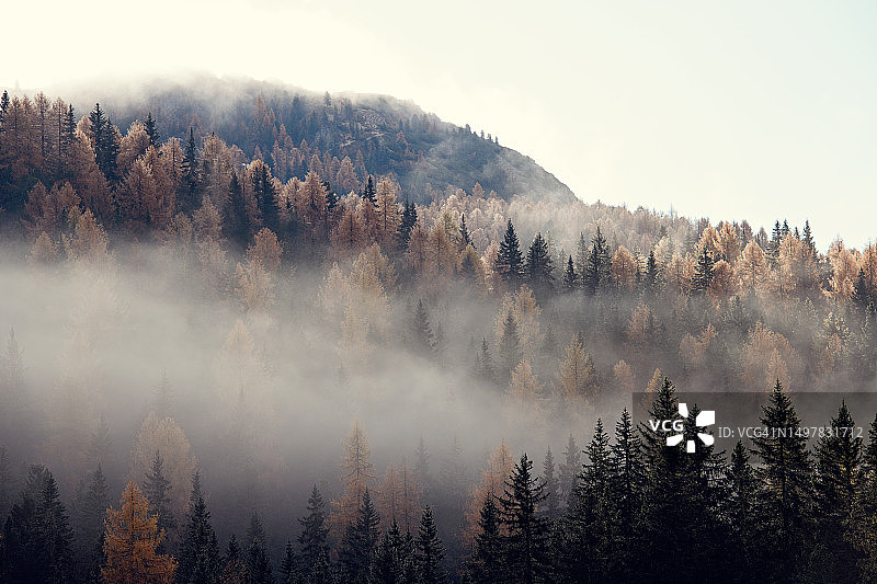 秋天的树木在雾蒙蒙的森林里图片素材