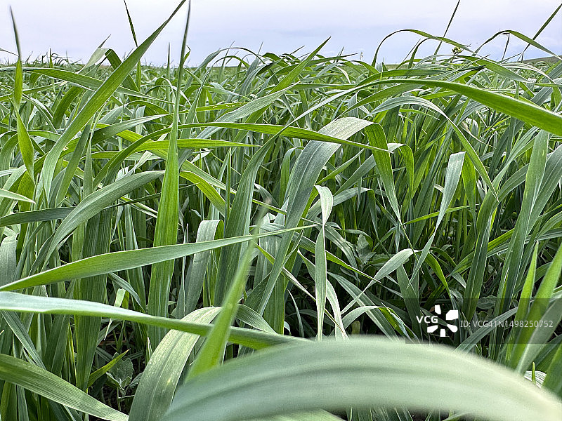 小麦的绿芽在田野里随风飘扬图片素材