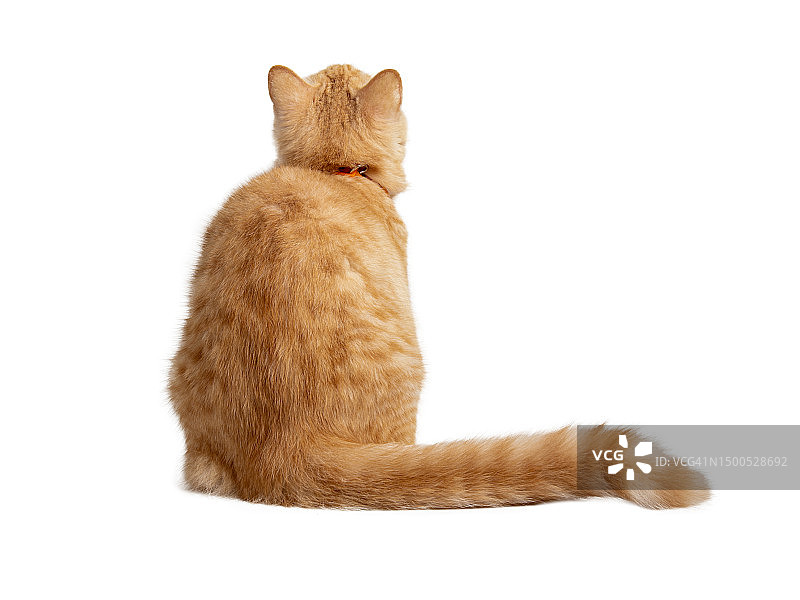 美丽可爱的橙色猫孤立在白色的背景。文件包含剪切路径，便于工作。图片素材