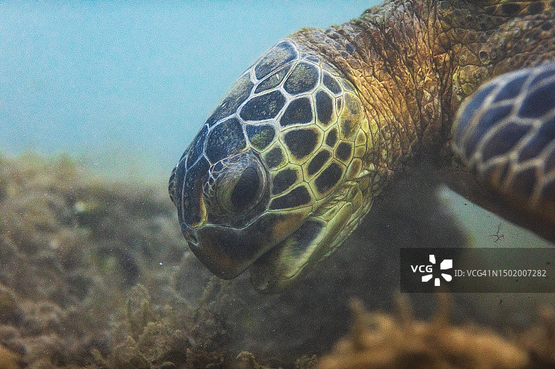 绿海龟在海底进食的特写图片素材