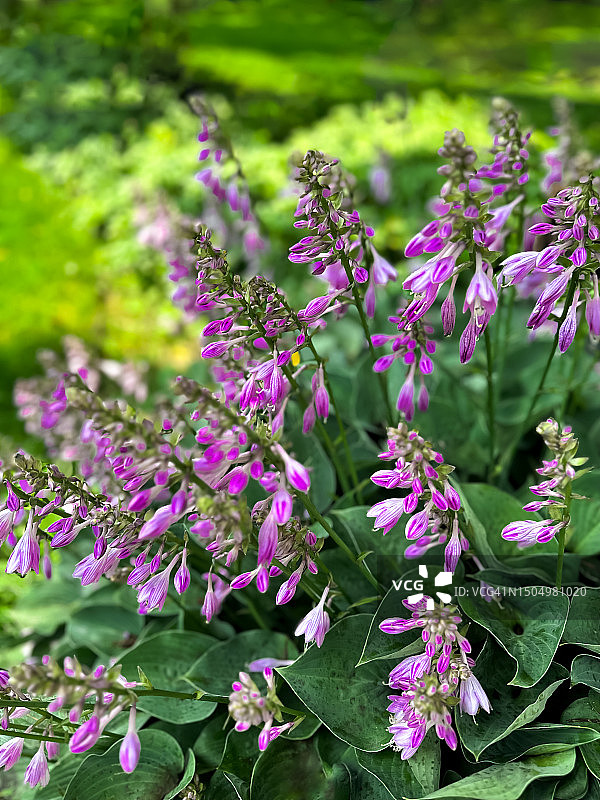 在夏季花园中，玉簪提供了引人注目的图案和形状(粉红色)图片素材