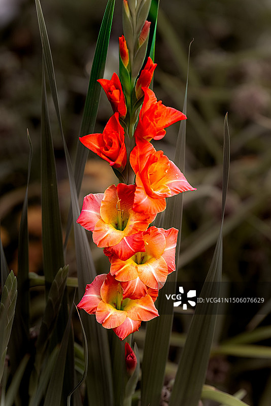 红色开花植物特写，美国肯塔基州冷泉图片素材
