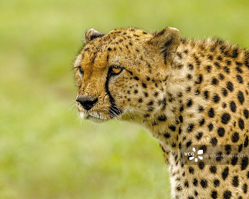 非洲猎豹看向别处的特写图片素材