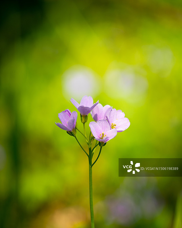 法国紫色开花植物特写图片素材