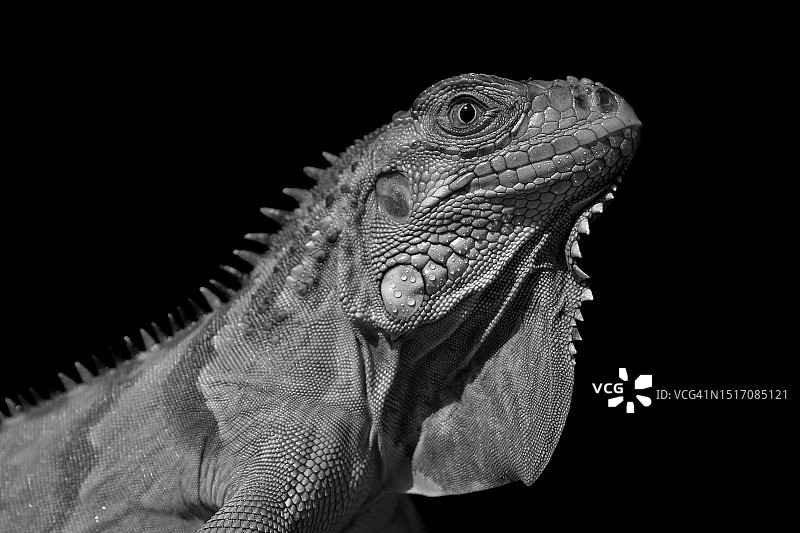 黑色背景下绿色鬣蜥的特写图片素材