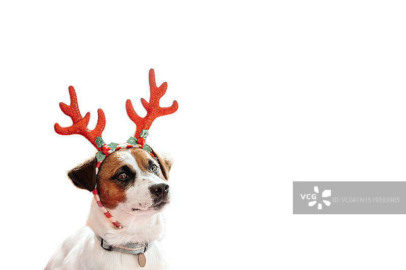 有趣的圣诞狗杰克罗素梗鹿角孤立在白色背景。图片素材