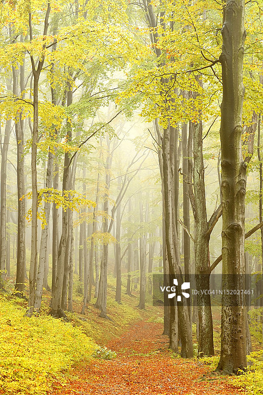 在雾蒙蒙的秋天森林里的小径图片素材