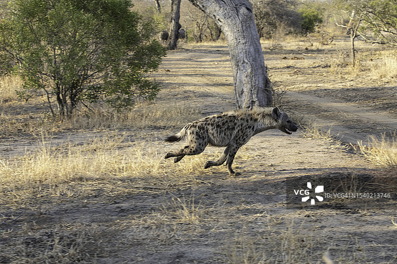 斑点鬣狗奔跑图片素材