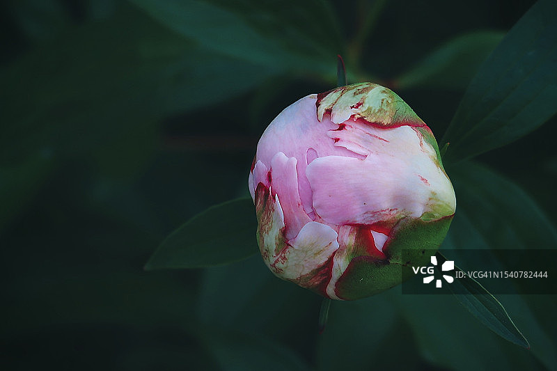 粉色玫瑰花蕾的特写，克莱蒙特，新罕布什尔州，美国图片素材