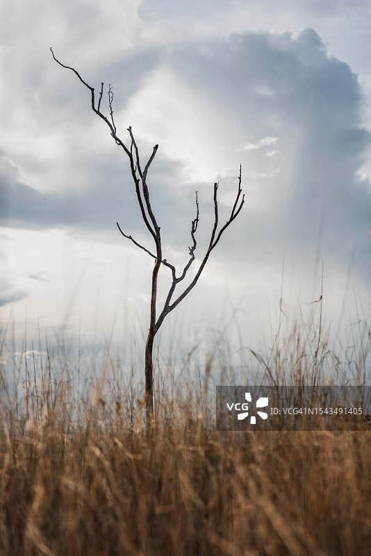 在阴天拍摄的澳大利亚内陆光秃秃的树，西澳大利亚，澳大利亚图片素材