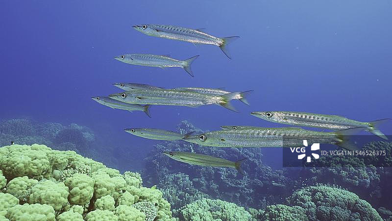 一群黄尾梭鱼(Sphyraena flavicauda)在红海蓝色水域的珊瑚花园深处游泳，萨法加，埃及图片素材