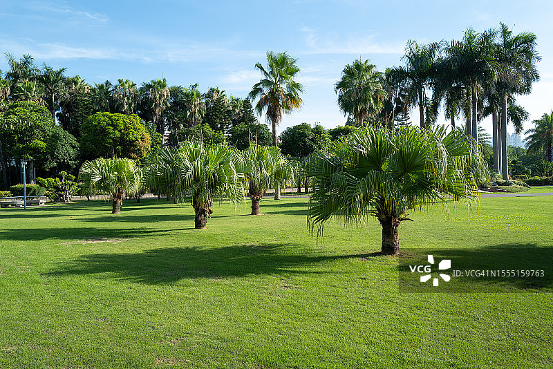 公园草棕榈树图片素材