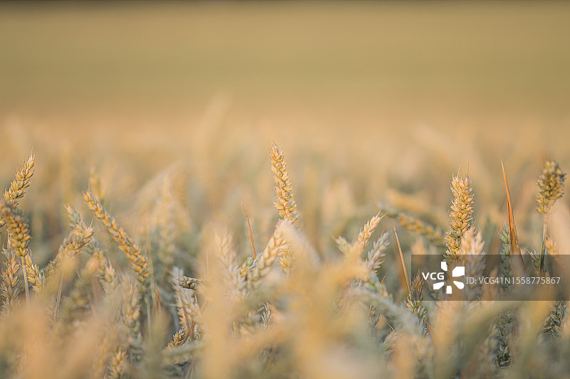 小麦在田间生长的特写图片素材