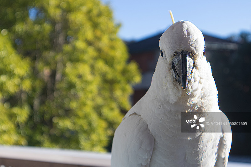 白凤头鹦鹉的特写栖息在栏杆对着天空图片素材