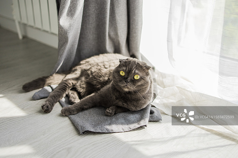 灰色的苏格兰折耳猫躺在家里休息图片素材