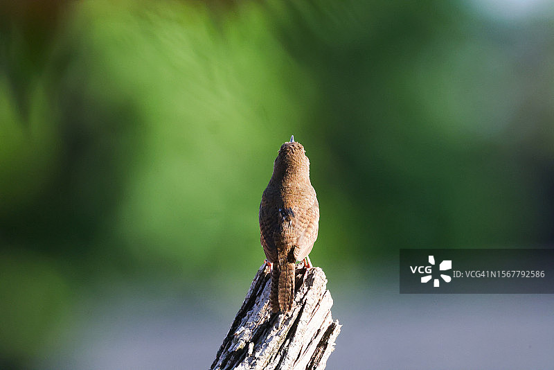 鸣禽栖息在木头上的特写，布莱尔，内布拉斯加州，美国图片素材