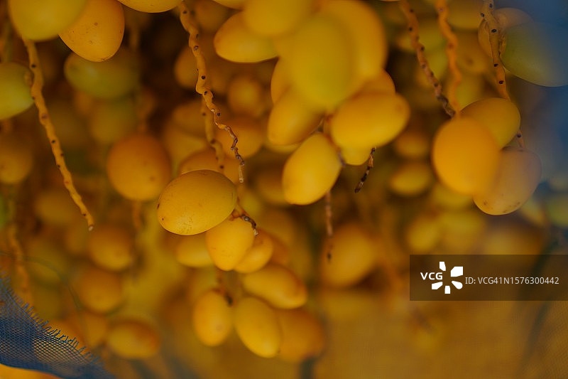 枣椰树凤凰dactylifera L.黄色果实背景图片素材