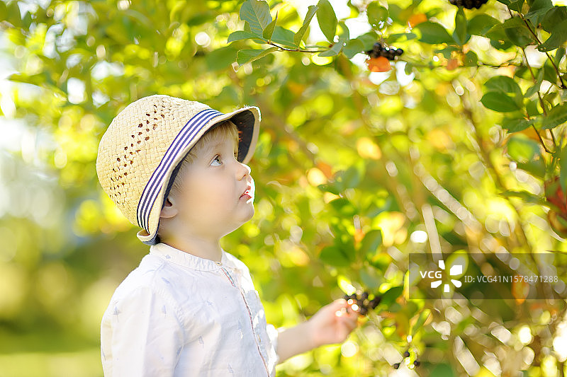 可爱时髦的学步男孩在阳光明媚的日子里在家里的花园里采摘樱桃图片素材