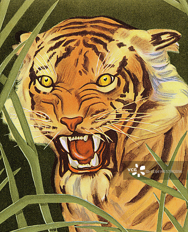 草丛中的老虎图片素材