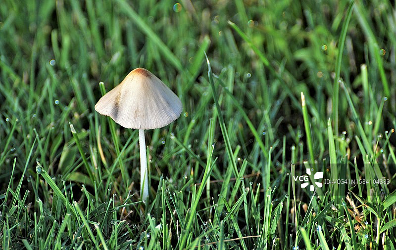 美国新泽西州万宝路田间蘑菇生长特写图片素材