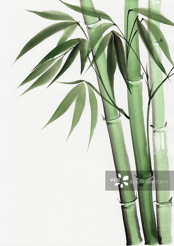 水彩画的竹子图片素材