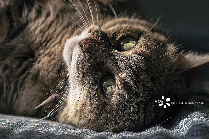 漂亮的虎斑猫在床上休息图片素材