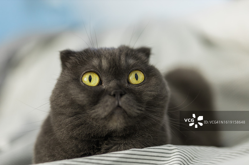 沙发上有黄眼睛的苏格兰折耳灰猫。英国的猫。图片素材