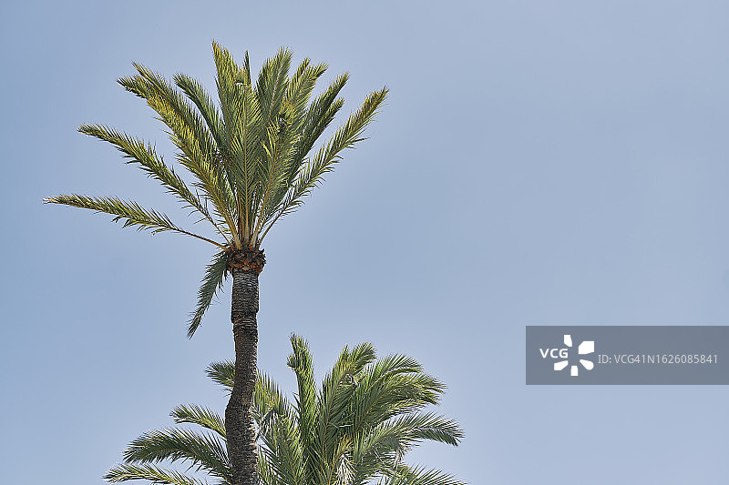 正面的椰子树在银色的绿叶和天空的背景图片素材