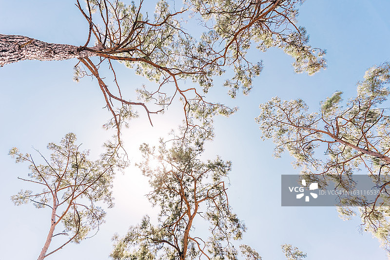 阳光明媚的日子里，松树的树冠映衬着天空，从下面看。图片素材
