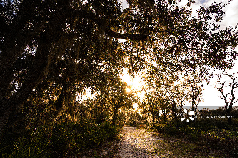 佛罗里达中南部的老自然区，田园诗般的户外，古老的橡树，阳光和郁郁葱葱的西班牙苔藓图片素材