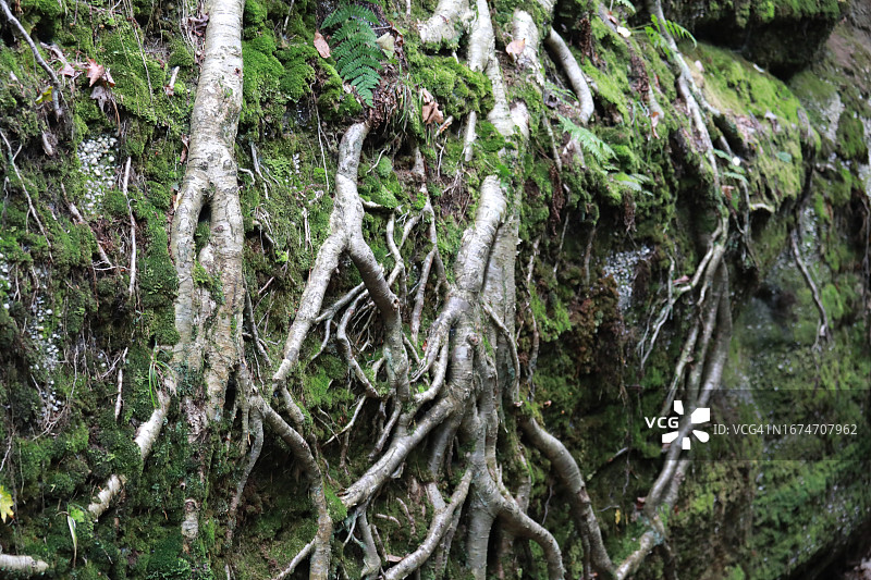 岩石峭壁上有树根覆盖图片素材